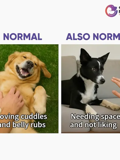 It's normal for a dog to love cuddles and belly rubs. It's also normal for a dog to need space and not want to be touched. Every pet is an individual.