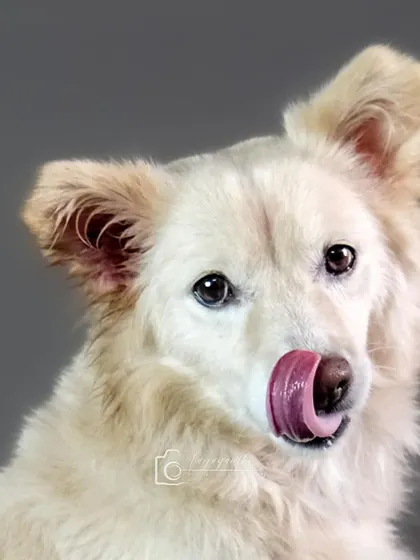 A fluffy white dog licking its nose. Studio lighting is perfect for freezing these fleeting, charming moments.