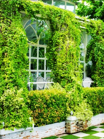 A full green facade envelops this building, demonstrating a large-scale creeper system installation. This sustainable solution naturally cools the building, reduces energy consumption, and creates a powerful green statement.