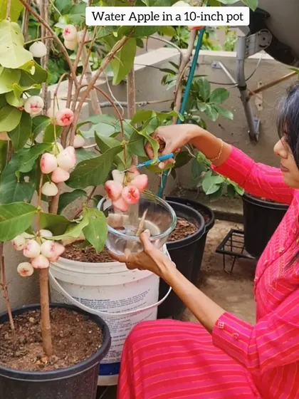 Here I am harvesting beautiful water apples from a plant growing in a 10-inch pot. It is amazing to see how productive these small trees can be with consistent care.