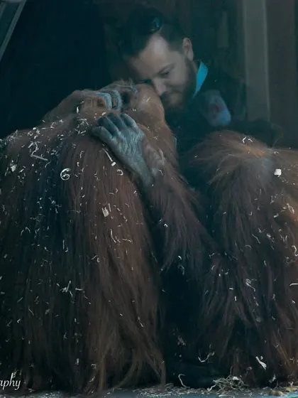 A touching moment between two Orangutans and a visitor. While the interaction is beautiful, it also serves as a reminder that these critically endangered animals are losing their natural habitats.