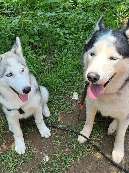 A lovely portrait of the two happy Huskies sitting side by side in the grass.