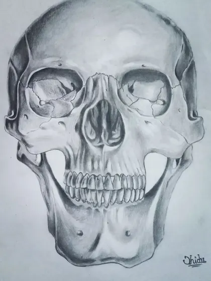 A realistic anatomical study of a human skull, drawn with graphite pencils. This type of study is excellent practice for understanding the structure beneath the skin for portraiture.
