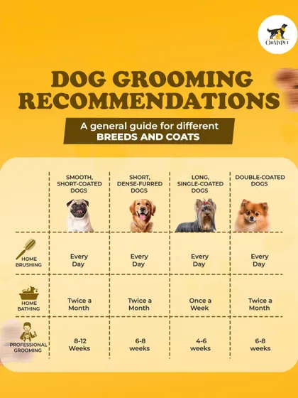 Every dog is different, and so is their grooming routine. This guide gives you our general recommendations for home brushing, bathing, and professional grooming based on your dog's coat type, from smooth-coated pugs to double-coated Pomeranians.