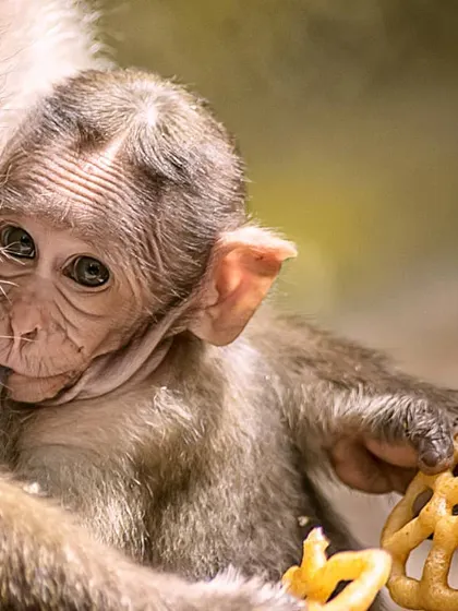 This is one of my favorite shots. I captured this baby monkey holding onto its mother at Bannerghatta National Park. For me, this image is all about that feeling of safety and innocence, a quiet moment that tells a big story.