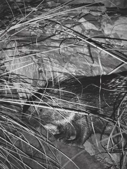 A porcupine moves through the undergrowth at night. These large rodents are a common but rarely seen part of the Aravalli's nocturnal world.