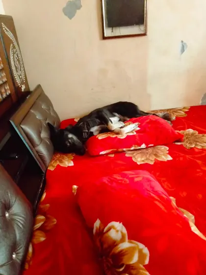 Nothing better than a nap on a big, soft bed. This is the kind of comfort I provide for overnight boarding.