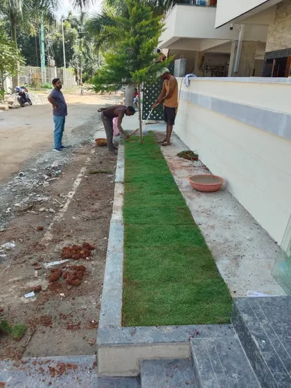 Workers are carefully laying strips of fresh turf along a residential sidewalk, demonstrating the precision involved in my lawn installation service.