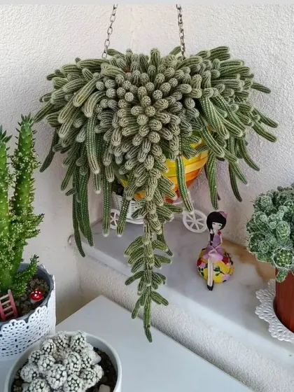A beautiful hanging Monkey Tail cactus. Its long, trailing stems are covered in soft, hair-like spines, making it a stunning hanging plant.