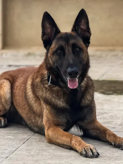 This is Rio, a stunning Belgian Malinois. This breed is known for its high intelligence and drive, and our training channels that energy into productive and impressive obedience work.