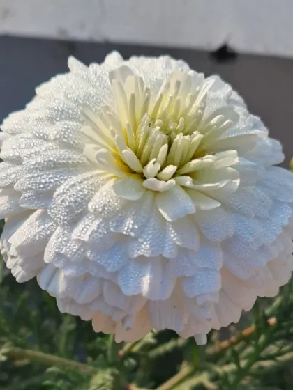 The sun hitting the dewy petals of this white flower.
