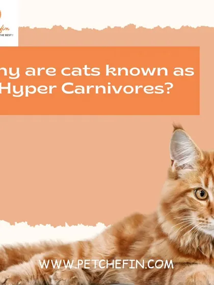 Cats are hypercarnivores, meaning they have a high requirement for animal-based protein and a reduced ability to digest plant-based foods. A meat-rich diet is essential.