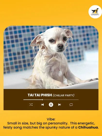 Small in size but big in personality. The feisty, energetic nature of a Chihuahua is captured by the song "Tai Tai Phish."