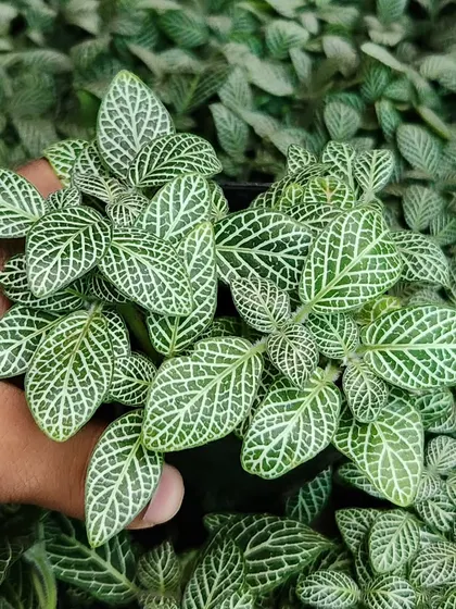 This is the Green Fittonia, also called the Nerve Plant. Its intricate leaf patterns look like a mosaic, making it a fascinating addition to any collection.
