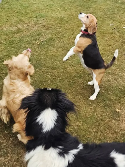 Look at the focus from this Beagle. Even with other dogs around, it is learning to wait its turn. This kind of group obedience training teaches patience and social manners, which are vital for a multi-pet household or visits to a dog park.