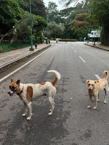 The dogs of Cubbon Park, just chilling on the road, owning the place.