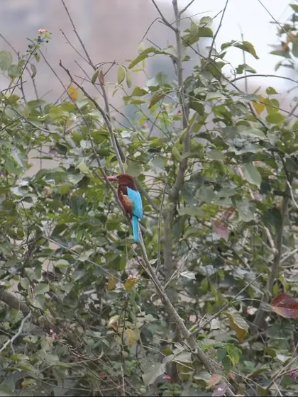 A white-throated kingfisher rests among the leaves. The presence of such birds is a sign of a healthy, thriving ecosystem, which is the foundation of our healing environment.