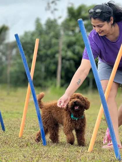 A pet parent guides her poodle through the weave poles. Our agility course is a great way for you to bond and play with your dog.