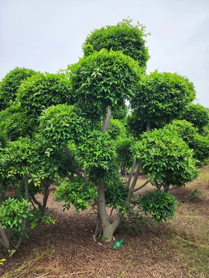 A full, multi-stemmed Ficus Retusa topiary. This specimen is perfect for creating a focal point in a large garden or commercial landscape.