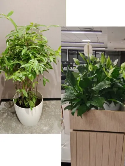 I selected these lush green plants to soften the modern office interior. A bushy Parlor Palm in a white ceramic pot and a large Peace Lily in a wooden planter bring life and freshness to the workspace corners.