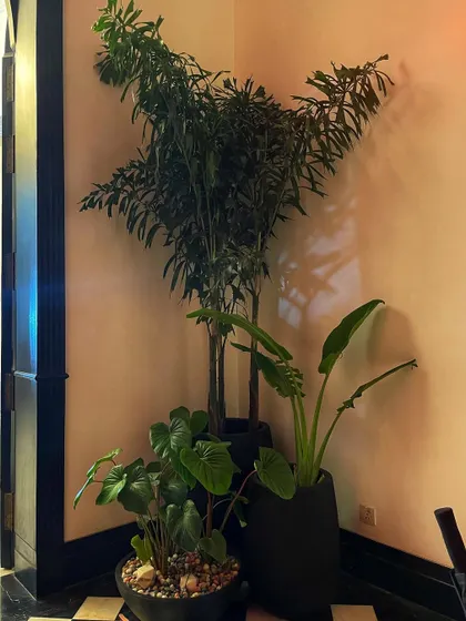 The final look of the plant cluster on set. The combination of a tall Fishtail Palm, a Bird of Paradise, and a smaller Philodendron creates a layered and tropical feel.