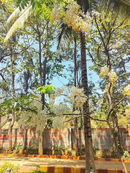 Sunlight filters through the trees, illuminating the beautiful white flowers. A walk through the campus is a feast for the senses, with vibrant blooms at every turn.