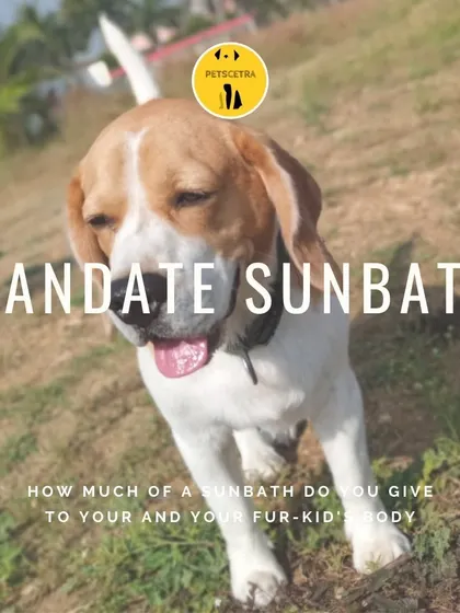 A daily dose of sunshine is a must. This Beagle is enjoying a "mandate sunbath" on the terrace, which is great for their health and happiness.