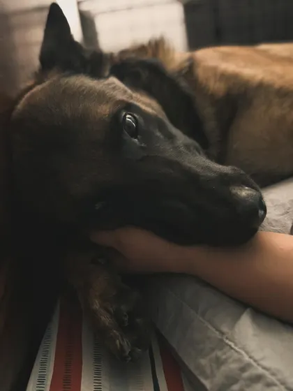 These are the stages of love and surrender with a support animal. The quiet moments when Floyd rests his head on me are a profound reminder of the trust and comfort we provide for each other.