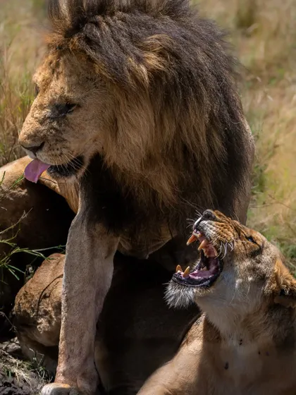 A "royal dispute" between a mating pair of lions in the Masai Mara. The raw emotion and power in this interaction is a glimpse into the dramatic and often violent realities of life in the wild.