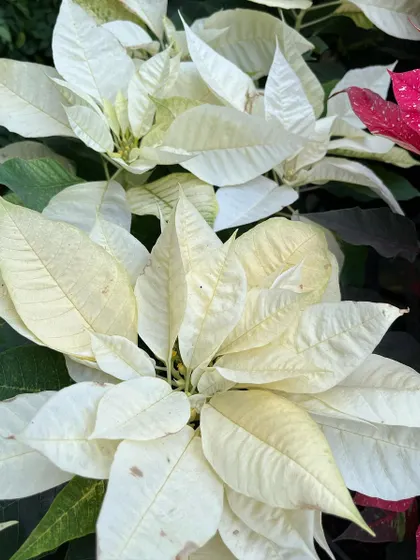 The elegant white Poinsettia offers a sophisticated and modern take on holiday decorating. Its creamy white bracts look stunning in any setting.