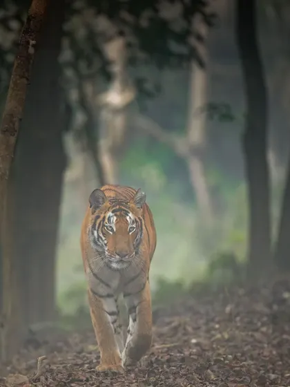 A tiger moving through the misty forests of Philibit. The soft, diffused light of a foggy morning can create a painterly effect, highlighting the cat's form against the trees.
