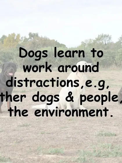 One of the biggest benefits of group training is learning to work around distractions. Your dog will practice focusing on you even with other dogs, people, and environmental stimuli present.