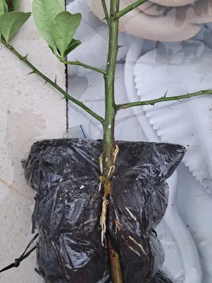 This is the result of air layering on a lemon branch. You can see the healthy new roots ready for planting.