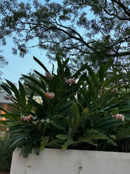 A cluster of flowering Alpinia Zerumbet, or Shell Ginger, in a garden we maintain. Routine check-ups allow us to enjoy these beautiful moments when plants are in full, glorious bloom.
