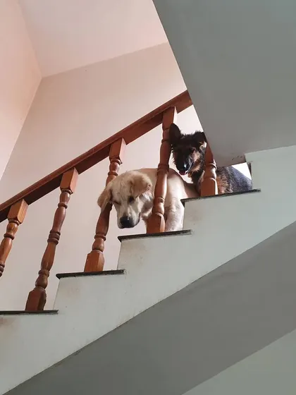 Who's there? A Golden Retriever and a German Shepherd peeking down from the top of the stairs.