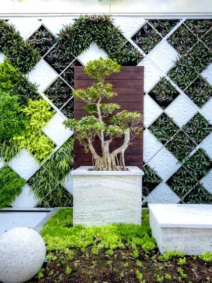Our designs often incorporate artistic, sculptural elements. Here, a meticulously cared-for bonsai tree serves as a living sculpture, set against a custom-built, three-dimensional green wall. The geometric pattern of the wall, using varied plant textures, creates a dynamic and sophisticated backdrop.