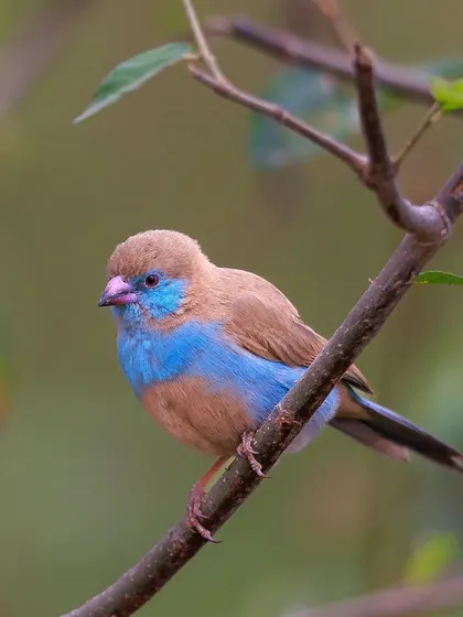 The Blue-capped Cordon-bleu is a tiny, delicate finch with a stunning sky-blue face and cap. We often find these little jewels in small flocks in East Africa.