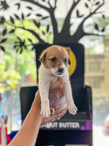 Just a handful of love. This tiny rescued Indie puppy is only a few weeks old and needs a safe, warm home to grow up in. Adopting a puppy this young means you get to be there for all their firsts.