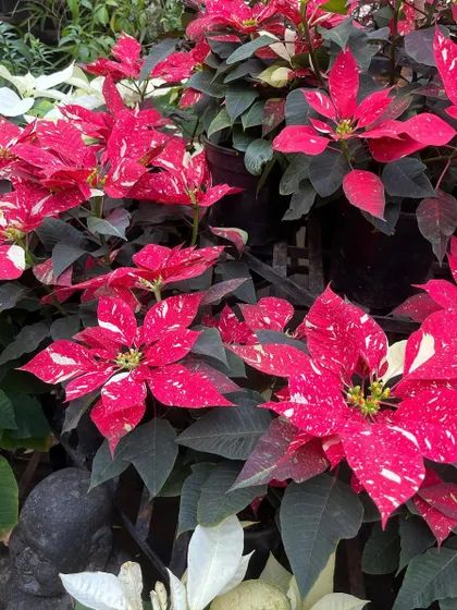 A display of our speckled Poinsettias at the nursery. We can provide bulk orders for offices or events looking to create a large, coordinated festive display.