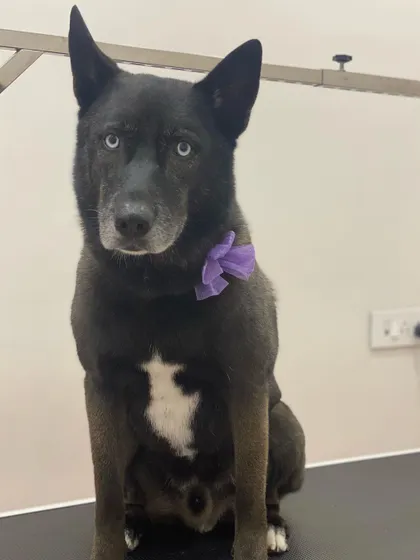 Enzo, a striking mixed-breed dog with beautiful blue eyes, is looking sharp. His dark coat is shiny, and the purple bow adds a pop of color.