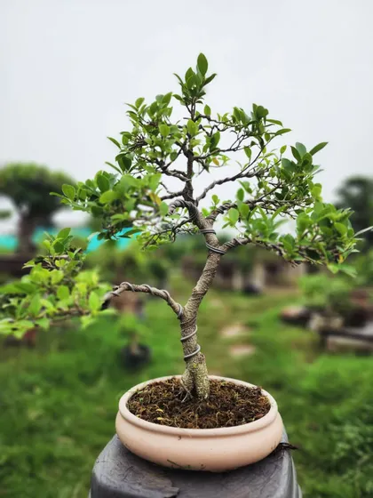 A young bonsai tree with its branches carefully wired for shaping. This shows the early stages of the meticulous process we use to create our beautiful bonsai.