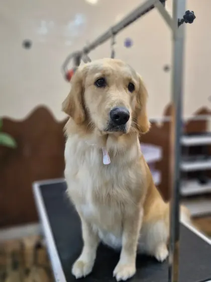 A beautiful Golden Retriever posing patiently on the grooming table. Their calm temperament makes them a joy to work with.