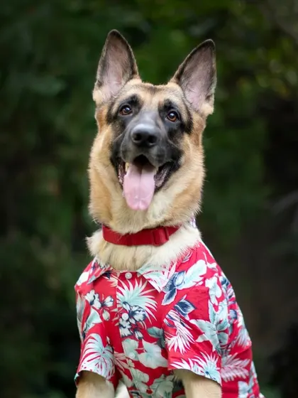German Shepherd Snickers looking very dapper in a red floral shirt, posing in a lush green outdoor setting.