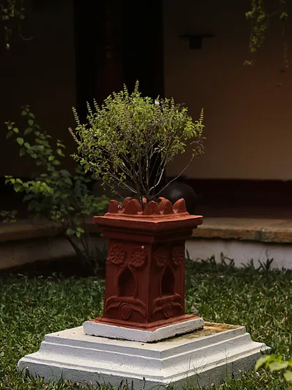 The sacred Tulasi (Holy Basil) plant, housed in a traditional terracotta planter in one of our courtyards. Tulasi is revered in Ayurveda for its immense healing and purifying properties.
