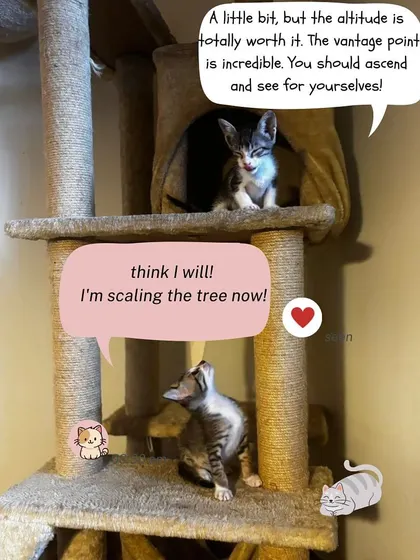 Another angle of our cat tree adventurers. Providing stimulating environments is a key part of our foster care program.