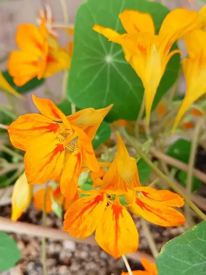 A close-up of a vibrant orange nasturtium flower. Both the flowers and leaves are edible, offering a peppery flavor that is great in salads.