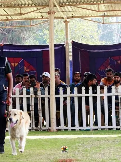 A focused Labrador during the 'Heel' exercise in the competition ring.
