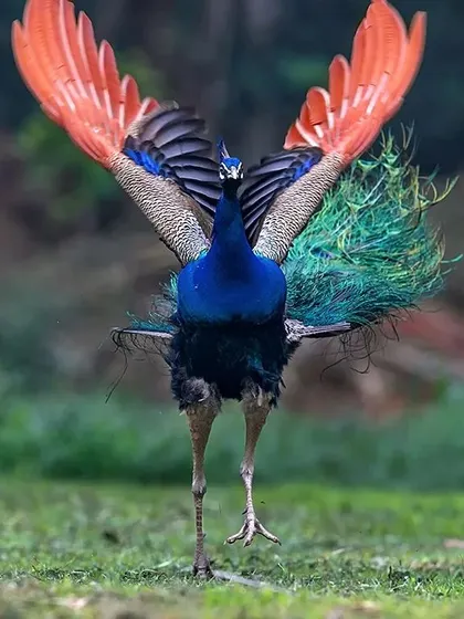 Many people have told me this photograph of a peacock looks like an angel. It is a moment of pure grace, just as the bird prepares for its dance. I have spent more than a decade watching them, and a moment like this comes very rarely. It reminds me of the peace a traveller finds under the shade of a tree in the summer heat.