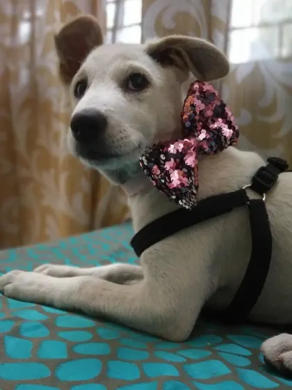 This little Indie puppy looks so stylish with her sparkly bow. I believe every dog, whether pedigreed or rescued, is beautiful.