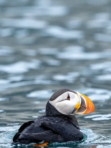 A puffin rests on the water, surrounded by floating ice. This portrait captures the bird in its element, showcasing its unique features against the cold Arctic sea.